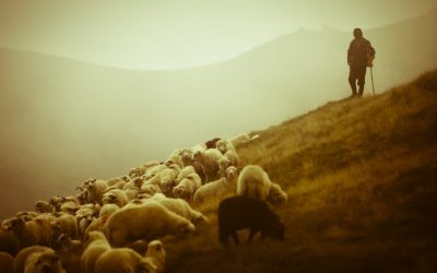 What Do Loving People And Tending Sheep Have In Common?